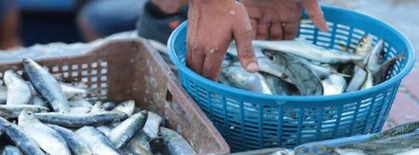 خطة المغرب لخفض أسعار السردين قبل رمضان تثير قلق المصدرين والصيادين الإسبان