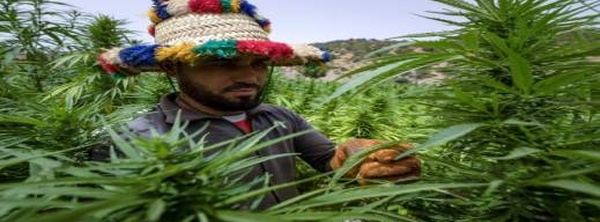 أرقام صادمة وتفاصيل تصدير "الحشيش الطبي" لأوروبا.. والنموذج المغربي يلهم باكستان