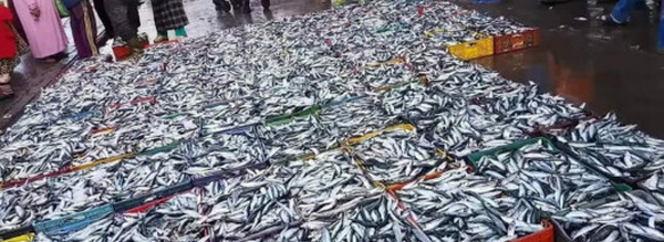 لحماية الموارد وخفض الأسعار.. المغرب يقيد تصدير السردين