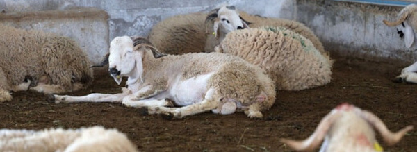 هل تؤثر الفيضانات على سوق المواشي قبيل أشهر من عيد الأضحى؟