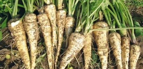 السلطات الإسبانية تحذر من شحنة مغربية من "اللفت" يحتوي على مبيدات محظورة