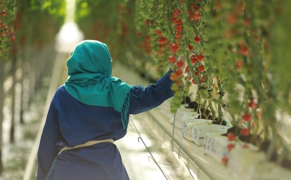 مزارعو الطماطم بالمغرب يحذرون من أمراض فطرية بعد الأمطار الغزيرة
