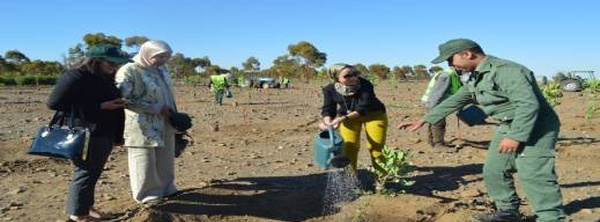 أرقام صادمة عن التشجير بالمغرب: 56٪ فقط نسبة النجاح لهذا السبب