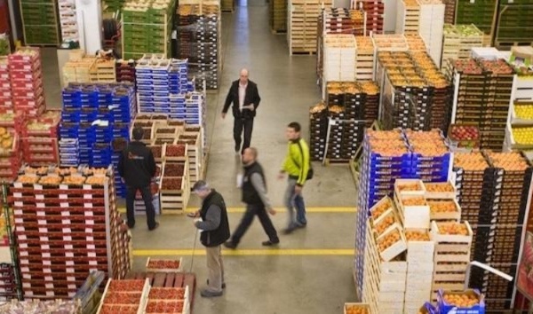 الأمطار في المغرب وجنوب إسبانيا تربك إمدادات الخضر والفواكه ببلجيكا وهولندا