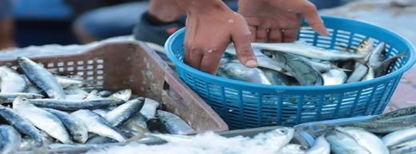 لأول مرة بهذا المستوى: أسعار السردين تشتعل في الأسواق الوطنية