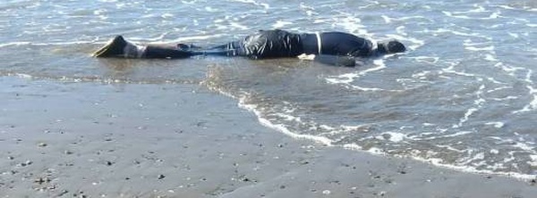 مآسي "الهجرة " تتواصل.. سواحل الدريوش تلفظ جثة جزائري واستنفار أمني بشاطئ "الحرش"