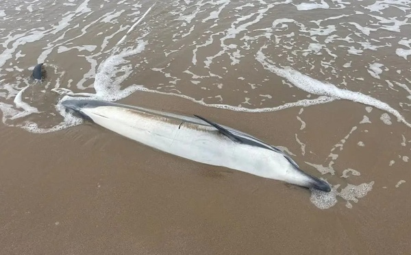 شاهدوا.. دلفين نافق يلفظه بحر رأس الماء.. ظاهرة تتجدد بسواحل الناظور