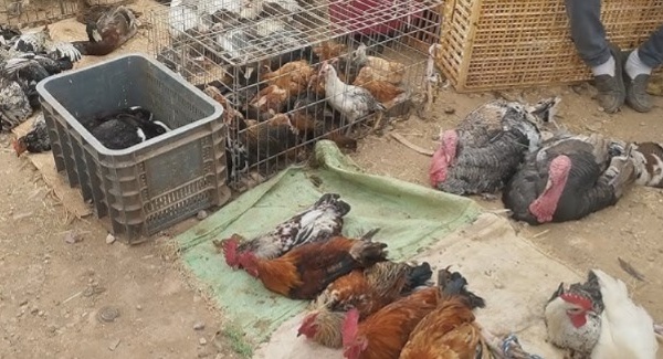 حظر بيع المواشي وذبح الدجاج بسوق أزغنغان يحرك مطالب بتوفير بدائل مهيكلة