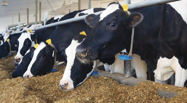 وزارة الفلاحة تكشف حصيلة مكافحة سل الأبقار وتدعو للحذر