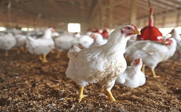 منع ذبح الدجاج والديك الرومي بسوق أركمان يثير جدلا واسعا