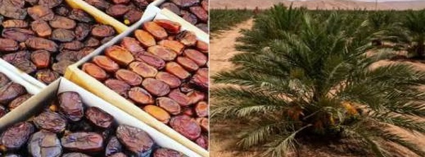 المغرب يستهلك أكثر من 200 ألف طن من التمور سنويا.. وهذا موعد تحقيق الاكتفاء الذاتي