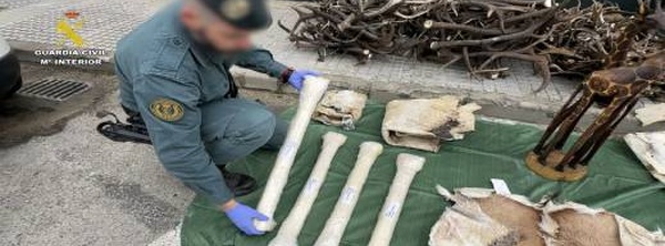 الحرس المدني الإسباني يحبط تهريب أجزاء حيوانات إفريقية نادرة على متن حافلة قادمة من المغرب