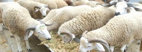 "تضليل ممنهج".. جمعيات حماية المستهلك تفكك "أساطير" غلاء كبش العيد وتهاجم "الوسطاء"