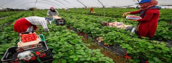 عاملات مغربيات يرفعن دعوى قضائية ضد مزارع فراولة بإسبانيا