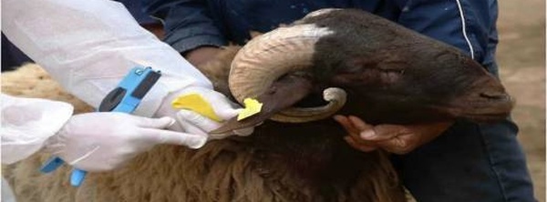 فرص عمل مؤقتة قبل عيد الأضحى 2026.. “أنوك” تفتح باب الترشح لمراقبة وترقيم الأضاحي