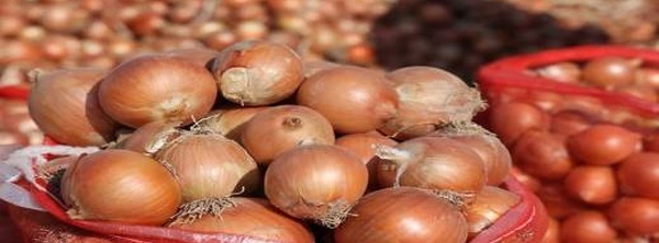 238 مليون دولار من صادرات البصل.. لكن المستهلك المغربي يدفع الثمن في السوق