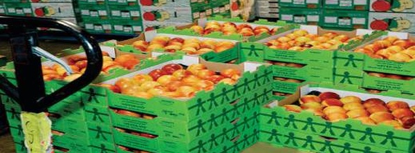 المغرب يتصدر واردات الخضر إلى إسبانيا بنسبة 42% وفق تقرير اقتصادي حديث