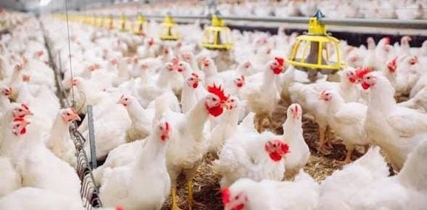 ارتفاع مفاجئ في أسعار الدجاج بالمغرب تزامنا مع “العواشر” واقتراب عيد الفطر