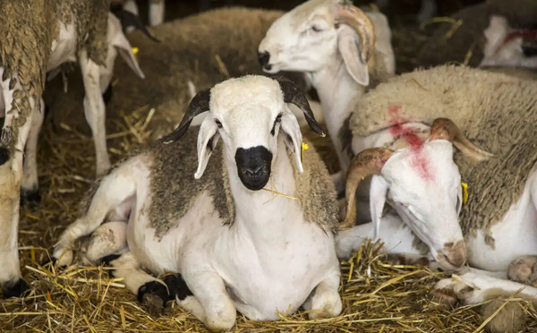 الحكومة تؤكد: شعيرة نحر الأضحية ستقام هذا العام بعد تعليقها العام الماضي