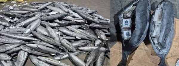 طنجة المتوسط.. إحباط تهريب أطنان من “الشيرا” داخل شحنة سمك