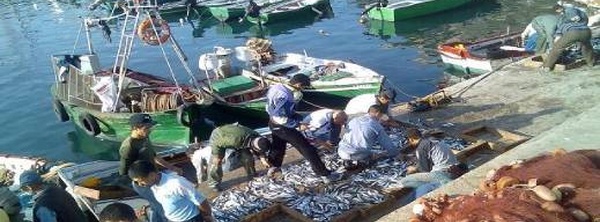 تراجع لافت في مفرغات الصيد بالحسيمة بنسبة 32 في المائة يثير تساؤلات حول وضع القطاع