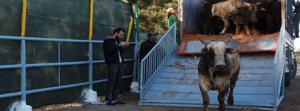 "هدنة" مرتقبة في أسعار اللحوم الحمراء بالمغرب بفضل دخول 40 ألف رأس من الأبقار