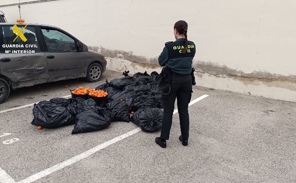 توقيف مغربيين في إسبانيا بتهمة سرقة 500 كيلوغرام من “الماندرين”