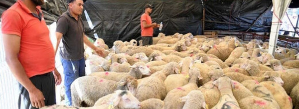 وزارة الفلاحة تطلق عملية مراقبة إناث الأغنام لتعزيز استدامة القطيع