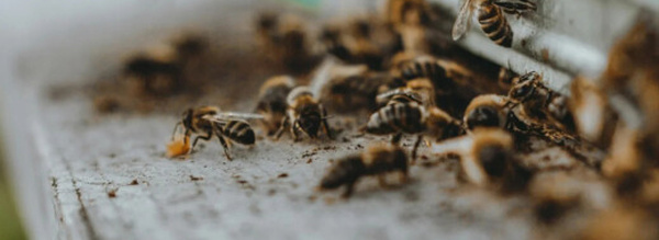 لسعات نحل تنهي حياة فلاح شاب ضواحي الصويرة