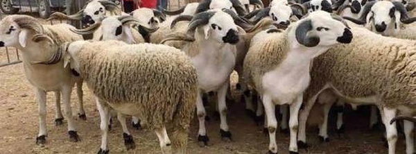 قبل عيد الأضحى.. هذه توقعات أسعار الأغنام واللحوم الحمراء في المغرب