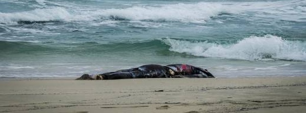 الناظور: العثور على جثة شاب مجهول الهوية بـ "شاطئ ميامي" ببني أنصار ونقلها للمستشفى الإقليمي