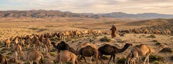 توقيف رعاة رحل بعد حادثة تعنيف خطيرة لعون سلطة