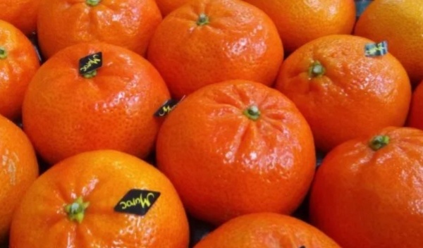 منع شحنة كليمنتين مغربي من دخول روسيا بسبب حشرة خطيرة تهدد الزراعة