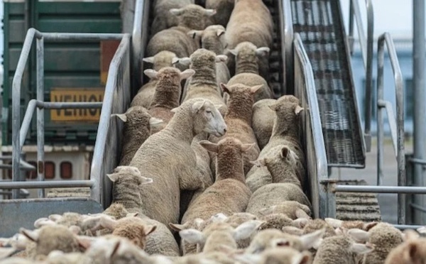 شحنات أغنام إسبانية تصل المغرب قبل عيد الأضحى.. هل تنجح في خفض الأسعار؟