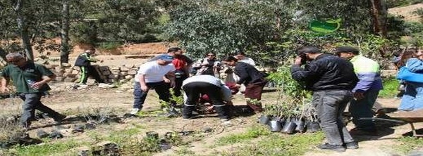 شراكة مغربية هولندية تدعم التشجير بالدريوش.. 800 شتلة لفائدة الفلاحين بـ " إفرني"