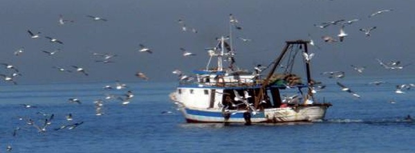 أرقام مقلقة: انخفاض مفرغات الصيد بـ32% بالحسيمة مع نهاية فبراير