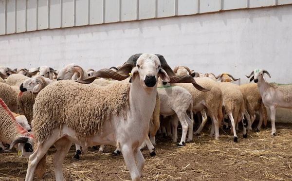 سوق زايو.. أحد أبرز أسواق الشرق يسجل تراجعا ملحوظا في أسعار الأغنام قبيل عيد الأضحى