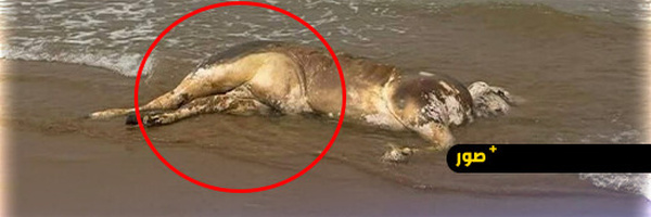 شاطئ راس الماء بالناظور يلفظ جثة جاموس نافق ومطالب بتدخل السلطات