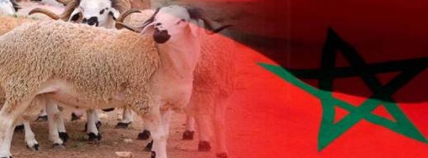 فلكيا.. هذا هو الموعد المرتقب لعيد الأضحى 2026 في المغرب