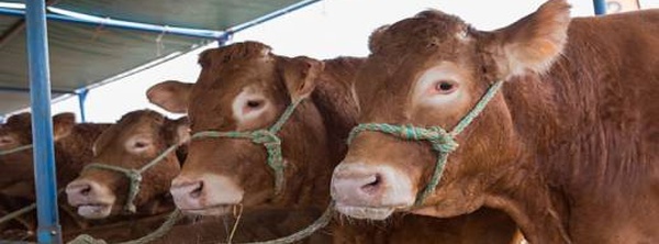 المغرب يغلق أبوابه في وجه الأبقار الإسبانية.. هل هي أزمة صحية أم حرب أسعار؟