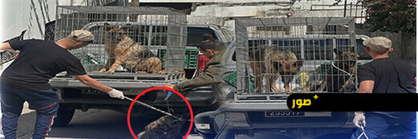 طنجة.. كلاب تهاجم مالكها وتُنهي حياته داخل منزله بحي الإسبانيول