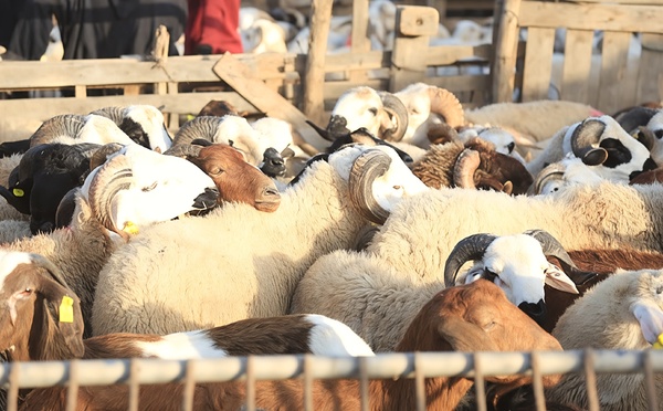 قبيل عيد الأضحى.. أسواق الماشية بجهة الشرق تشهد ركود في الحركة وتراجع في الأسعار