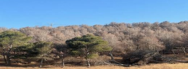 غابات الناظور تحتضر.. جفاف لسبع سنوات يغتال "رئة الإقليم" وسط صمت مطبق للمنتخبين والمسؤولين