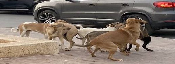 135 دولة ضمن التحذير.. بريطانيا تنبه مواطنيها من خطر داء الكلب بالمغرب