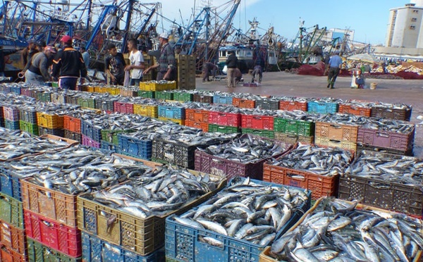 بالأرقام.. انخفاض مقلق في مفرغات الصيد وعائداته بميناء الحسيمة