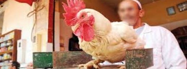 قبل عيد الأضحى.. 3 مؤشرات تنذر بارتفاع أسعار الدجاج في المغرب