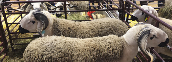 معرض مكناس يكشف ملامح أسوق الأضاحي قبيل العيد