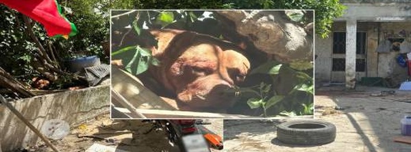 حكم بالإعدام بلا محاكمة.. جمعية تنتقد إعدام "بيت بول" قتلت صاحبها بطنجة