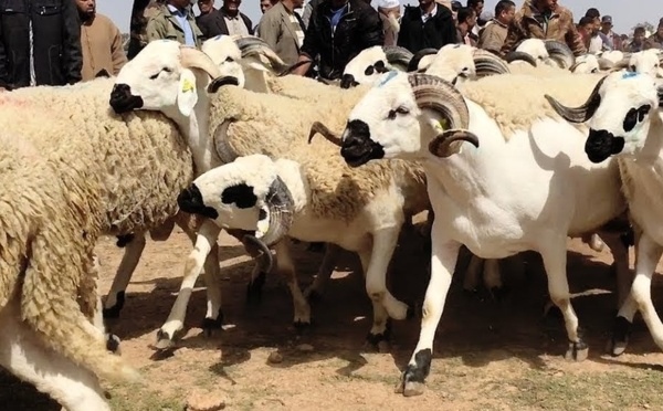 مطالب بضبط أسعار الأضاحي ومواجهة المضاربات قبيل عيد الأضحى