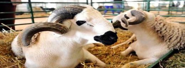 أسعار الأضاحي 2026.. تراجع طفيف لا يخفف ضغط الغلاء على الأسر